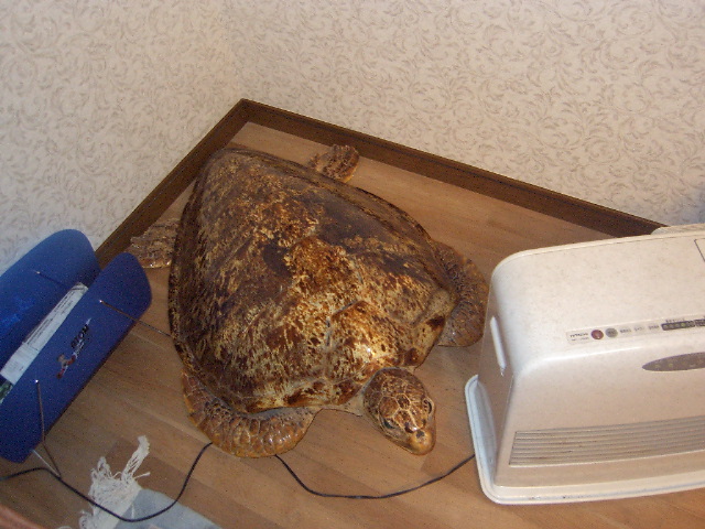 ウミガメ２