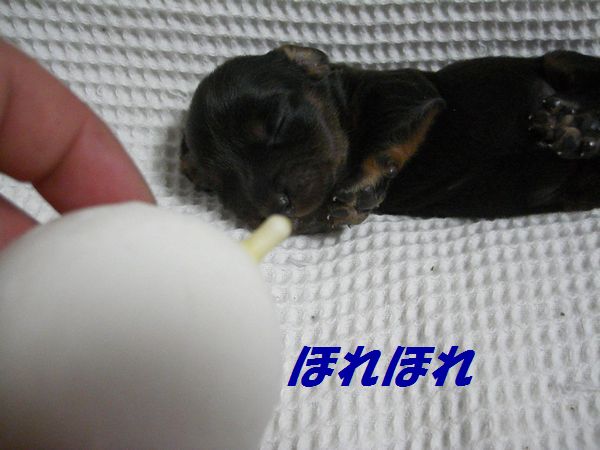 チューチュー.jpg