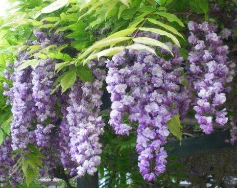 駅前の藤の花