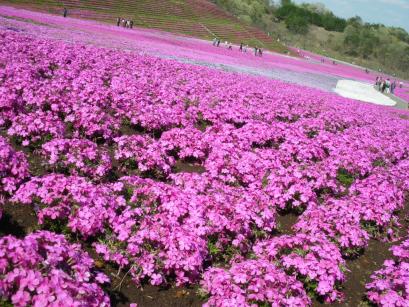 芝ざくら公園