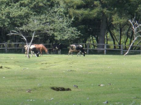 光徳牧場の馬と牛