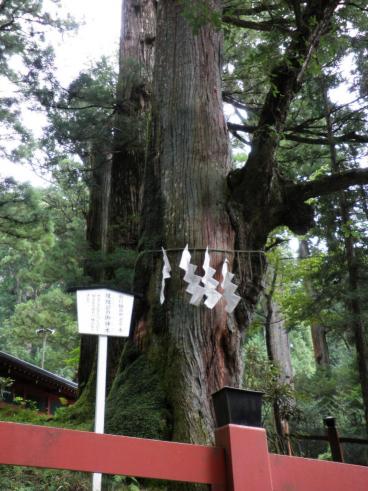 二荒山神社の縁結びの木