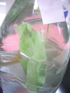 お茶３