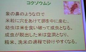 お米虫のみはり番