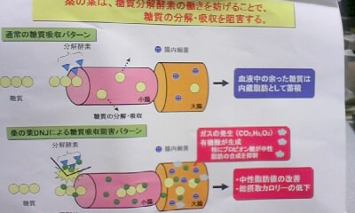 桑の葉