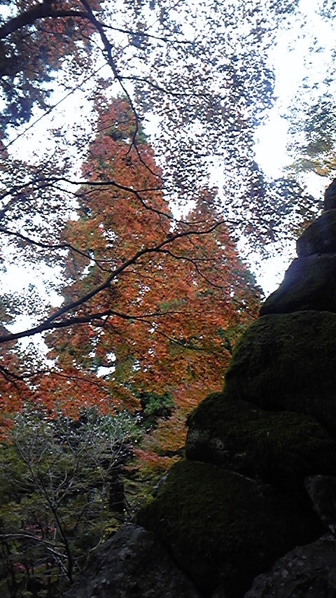滋賀紅葉狩り2011.11.23