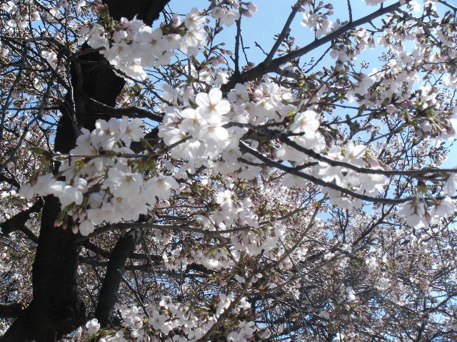 上野の桜♪