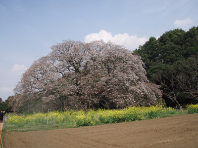 吉高の山桜