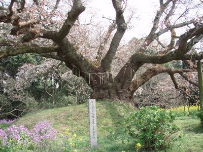 吉高の山桜の根っこ