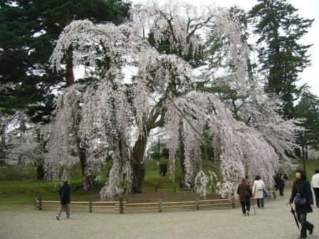 コピー ～ 弘前城地内　大しだれ-1.jpg