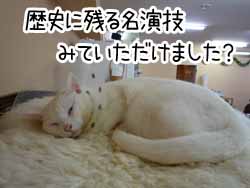 国民的猫「タマ」を演じました.jpg
