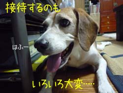 犬だからね･･･.jpg