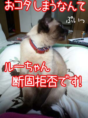 だってルーちゃん、猫ですよ？.jpg