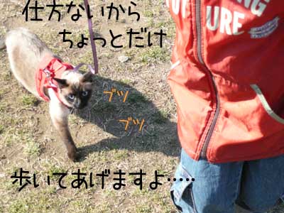まあ･･･散歩くらいできないワケじゃないですから.jpg