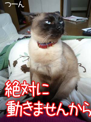 猫に寒さは禁物だってのに.jpg