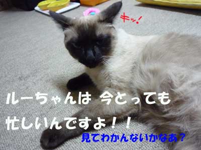 ・・・なんですか？.jpg