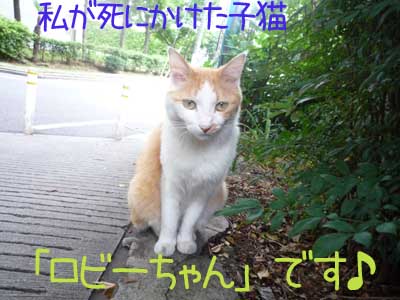 こんな大きくても子猫ですにゃ.jpg