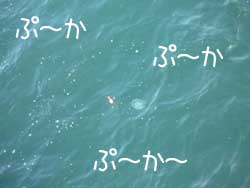 なんなら私でも釣り上げてみる？.jpg