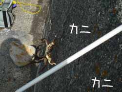 カニくん.jpg