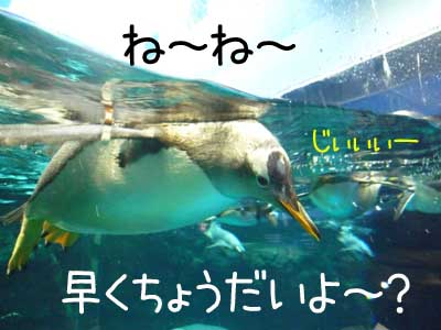 イキのいいお魚でしょ？.jpg