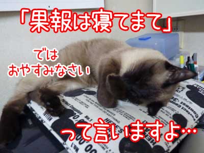 シェルターの猫さんにプレゼントしてあげてください.jpg