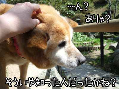 番犬として第一号かどうかだよっ.jpg