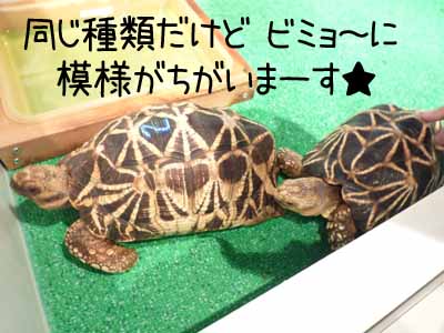仲良し亀さんですよ.jpg