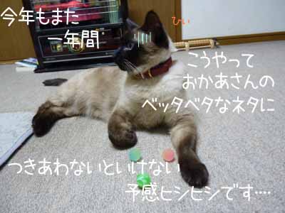 こういうのを「猫に小判」っていうんですよ.jpg