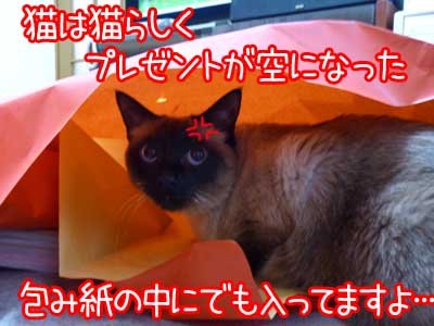 猫にもサンタ利用の権利を！.jpg