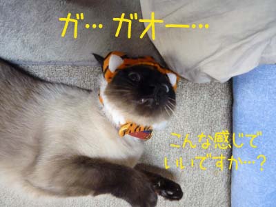 虎さんってこんなふう？.jpg
