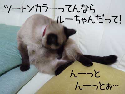 猫っていうには、ずいぶんポッテリしてて.jpg