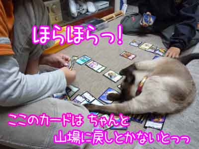 猫界のカードマスターですから心配いりません.jpg