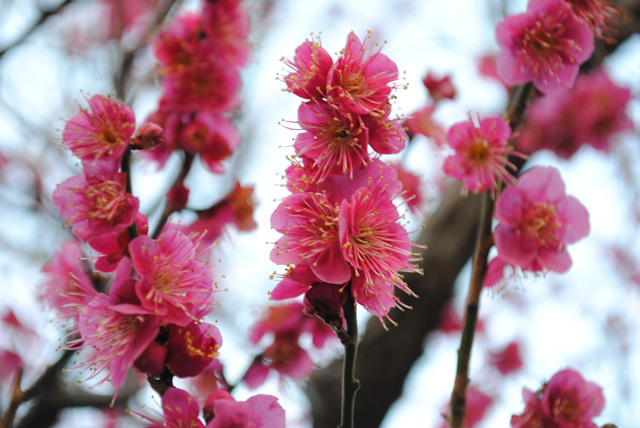 梅の花2