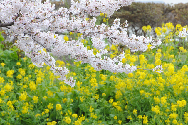 王子・石神井川の桜9
