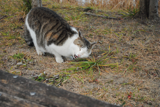 猫5
