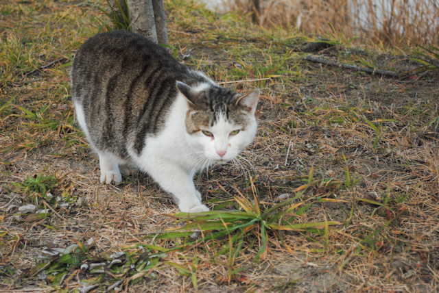 猫6