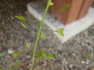 コピー ~ 画像 0211.jpg