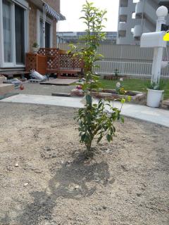 コピー ~ 画像 015.jpg