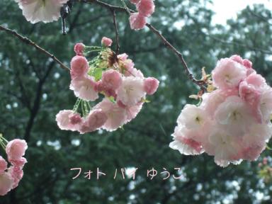 八重桜