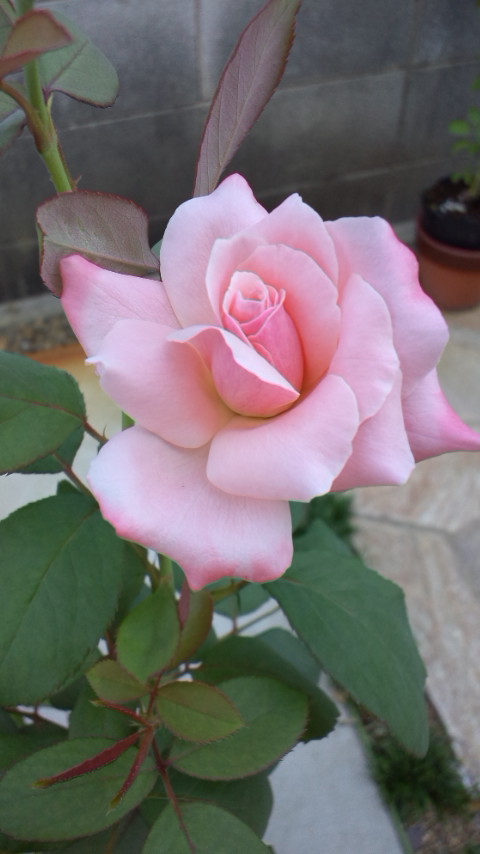 クイーンエリザベス