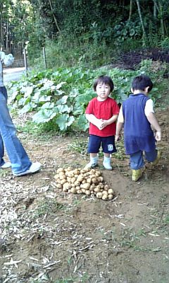 じゃが芋堀