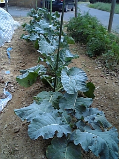 家庭菜園、園芸、野菜、ブロッコリーー