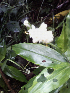 みようが　花