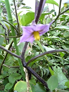 秋茄子の花