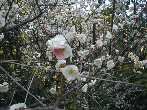 神泉苑の梅20090301.JPG
