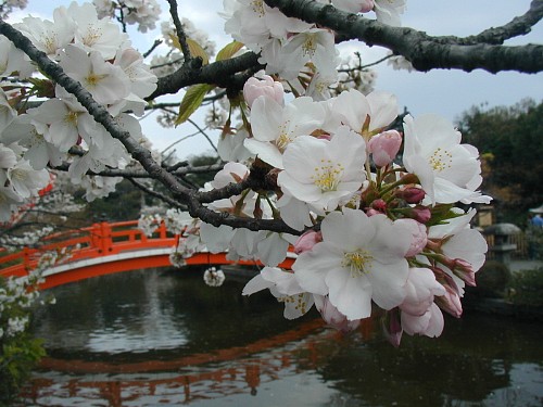 神泉苑の桜20070409