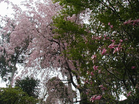 まだまだ龍安寺の桜20060422