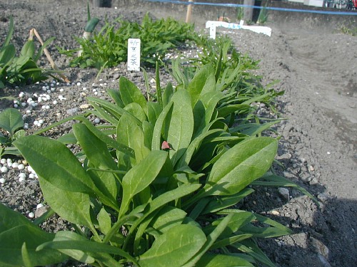 ほうれん草と水菜090423.JPG