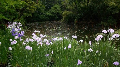 勧修寺20100615.JPG