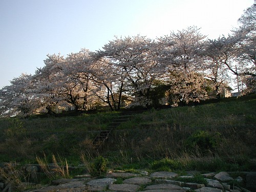 桂川の桜四条下る20090409.JPG